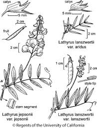 Image result for Lathyrus