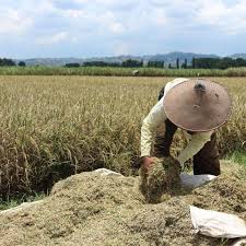 Maybe you would like to learn more about one of these? Petani Masih Sulit Dapat Akses Modal Bisnis Liputan6 Com