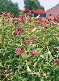 Image result for Asclepias schumanniana