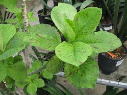 Image result for Synadenium grantii