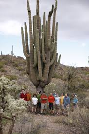 Arizona's forests, monuments, and parks are under federal protection. In Arizona It S Illegal To Cut Down A Saguaro Cactus Last Night This Precious 15 Foot Piece Of Protected Wildlife Destroyed My Roof Wellthatsucks