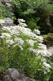 Fruhe Stauden Fur Den Bauerngarten Mein Schones Land Bloggt Garten Stauden Mein Schones Land