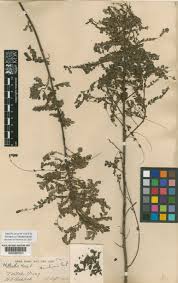 Image result for Phyllanthus amarus
