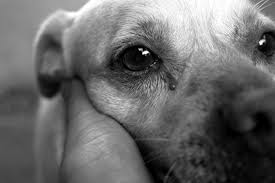 Take, for instance, hima, a cat from japan who is currently winning hearts on social med. Do Dogs Cry Your Guide To Dog Tears And Emotions