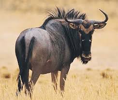 Wildebeest Poor Beast The Survivor Of The Serengeti South African Animals Africa Animals African Animals