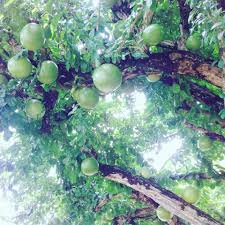 Kayu ular papua sejatinya adalah kayu ular yang tumbuh di tanah papua. Ini Buah Labu Kayu Delima Batu Petua Cantik Dan Sihat Facebook