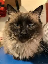 Check out our adoptable animals online, come see us at one of our offsite adoption events or visit the shelter to see our animals. These Pets Are Up For Adoption In Tucson Pets Tucson Com