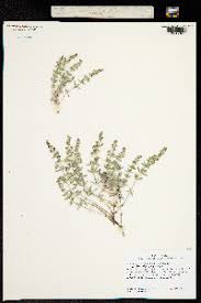 Image result for Galium chloroionanthum