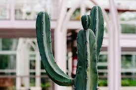 Learn how to grow cactus plants in pots and know what is the best potting mix for cactus plants. 10 Best Large Cactus Plants