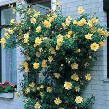 Climbing Golden Showers Rose Direct Gardening Gardeningdirect Climbing Roses Flower Garden Rose Bush