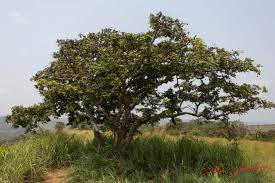 Image result for Dialium englerianum