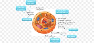 In figure 1b, the diagram of a plant cell, you see a structure external to the plasma membrane called the cell wall. Plant Cell Diagram Png Download 600 418 Free Transparent Plant Cell Png Download Cleanpng Kisspng