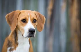 Image result for Harrier dog