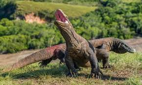 Paket kombinasi wae rebo & kelimutu. L Ile De Komodo Ferme Ses Portes Au Tourisme