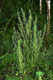 Image result for Acalypha lanceolata