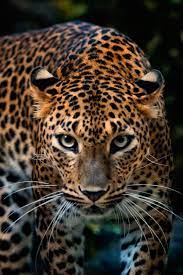 Stunning Leopard Pictures Wild Cats Beautiful Cats