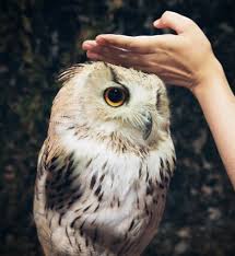 9 Cara Memelihara Burung Hantu Yang Benar Untuk Pemula Hobinatang