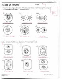 We've provided a free reference chart to pair up with the plant cell worksheet. Stages Of Mitosis