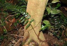 Image result for Lomariopsis warneckei