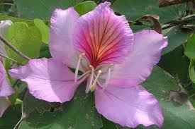 Image result for Bauhinia variegata