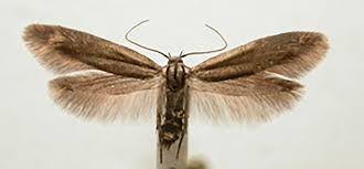 Image result for Scythris crypta