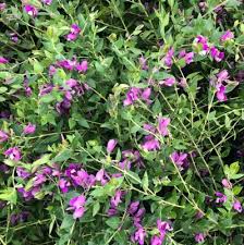 Image result for Polygala ukirensis