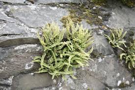 Farne Grazile Schonheiten Fur Den Schatten Pflanzen Steingartenpflanzen Trockenmauer