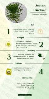 Image result for Senecio propior