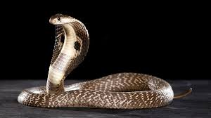 Beberapa pendapat juga mengatakan bahwa ular yang masuk rumah sebaiknya di usir dulu sebanyak tiga kali, jika si ular memang enggan untuk keluar rumah barulah membunuhnya. Cara Mencegah Dan Mengatasi Ular Kobra Masuk Rumah Tirto Id