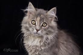 Calypso Deutsch Langhaar 13 Wochen Katzen Susse Katzen Katzenbabys