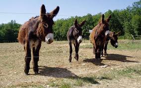 For faster navigation, this iframe is preloading the wikiwand page for baudet du poitou. Et Si Le Baudet Du Poitou Protegeait Les Troupeaux Face Au Loup Charente Libre Fr