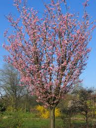 Image result for Prunus