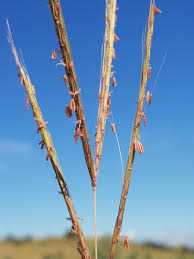 Image result for Elionurus tripsacoides