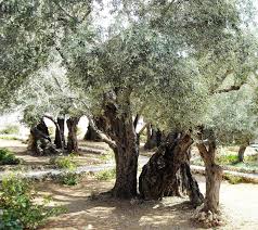 Jesus Last Moments Garden Of Gesemete Old Olive Trees 2c Garden Of Gethsemane Jpg Garden Of Gethsemane Tree Garden