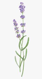 The best selection of royalty free lavender sprig vector art, graphics and stock illustrations. Lavender Transparent Transparent Background Lavender Sprig Tattoo Outline Hd Png Download Transparent Png Image Pngitem