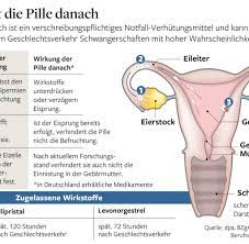 Wie frauen ihren eisprung bestimmen können und welche alternativen es zur. Verhutungsmittel Pille Danach Sturmlauf Gegen Minister Grohe Welt