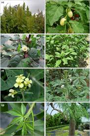 Image result for Vigna mildbraedii