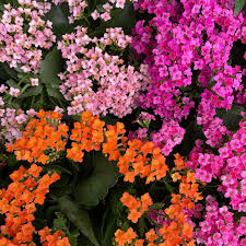 Image result for Kalanchoe hametiorum