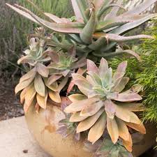 Check spelling or type a new query. Caring For Succulents In Winter Succulents And Sunshine