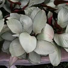 We did not find results for: Jual Produk Tanaman Hias Calathea Maranta Termurah Dan Terlengkap Agustus 2021 Bukalapak