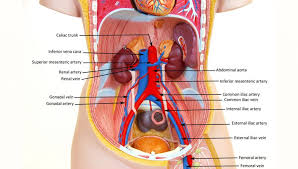 Use the model select icon above the anatomy slider on the left to load different models. Human Abdomen Model Diagram Www Anatomynote Com Human Body Systems Human Anatomy And Physiology Circulatory System