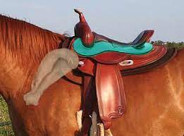 Measuring And Fitting A Western Saddle Horse Com