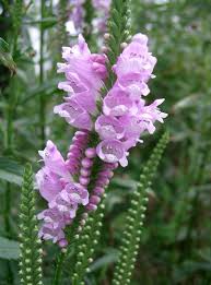 Blonde ambition blue grama grass (bouteloua gracilis blonde ambition pp#22,048) is a native ornamental grass with a completely new look. How To Grow Obedient Plant A Native Plant Dengarden