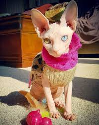 Adopt your own sphynx cat. Alien Sphynx Cat Stuns Internet With Her Bright Different Colored Eyes