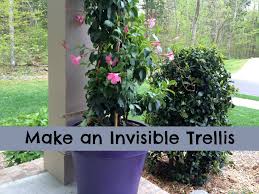We Made An Invisible Trellis For Our Climbing Mandevilla Plant On Our Front Porch Made Simply From Fish Climbing Plants Trellis Trellis Plants Climbing Plants