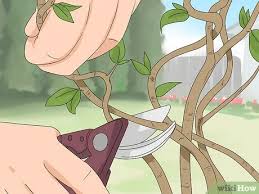 3 Ways To Prune Honeysuckle Wikihow