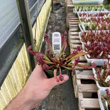 Image result for Balthasaria schliebenii