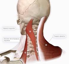 También se pueden realizar tracciones cervicales, generalmente en centros de rehabilitación. Musculatura De La Region Cervical I Musculatura Dorsal Paradigmia