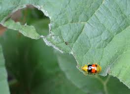 In china in the fourth century b.c., ants were used as the natural enemy of pest insects, and in south china today ants are. Disease And Pest Control Techniques How To Get Rid Of Weeds Through Organic And Chemical Ways