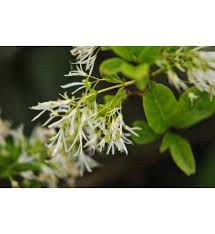 Image result for Chionanthus niloticus